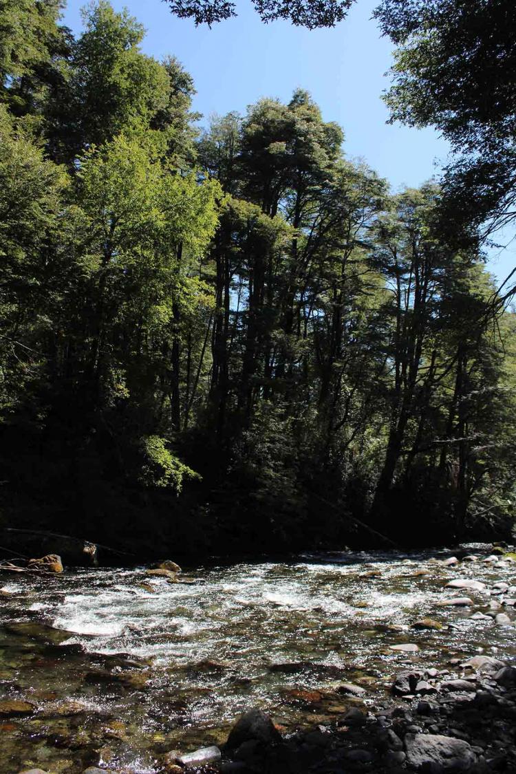 Fotografía 9 de Termas de Palguin en Pucon, Araucania