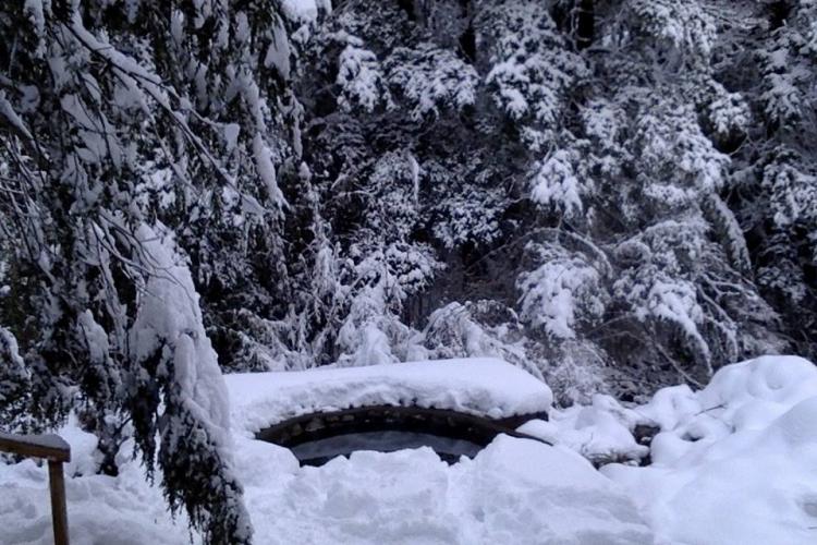 Fotografía 4 de Termas de Panqui en Curarrehue, Araucania